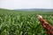 Male farmer`s hand points to a green field of corn. Copyspace
