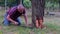 Male farmer sawing old tree. Middle aged man cutting fruit tree down. Mature man, gardener in summer