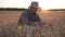 Male farmer sits at cereal meadow and explores wheat ears of crop at sunset. Young agronomist examines ripe barley