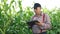 Male farmer with a tablet computer in a corn field at sunset touches the corn leaves and writes data to the program