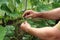 male farmer takes care of cucumbers in a greenhouse