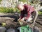 Male farmer ties up cucumber seedlings