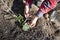 Male farmer ties up cucumber seedlings