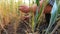 Male farmer touching dry ground around stalks of wheat at meadow. Young agronomist shaking off dirt from palms after