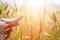 Male farmer is touching wheat crop ears in a field, sunset