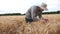 Male farmer walking through grain field and exploring wheat ears of crop. Young agronomist going over cereal meadow and