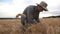 Male farmer walking through grain field and exploring wheat ears of crop. Young agronomist going over cereal meadow and