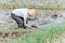 The male farmer wears a hat when bending over to plant rice