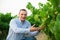 Male farmer working with grapes in vineyard at summertime