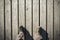 Male feet stand on old wooden pier