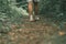 Male feet walking with torn socks through a green forest