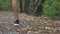 Male feet of young athlete running along trail in early autumn forest. Legs of sporty man jogging along path at nature
