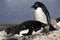 Male and female Adelie penguins at the nest