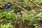 Male and female Amazon kingfisher - Chloroceryle amazona