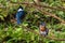 Male and female Amazon kingfisher - Chloroceryle amazona