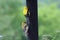 A male and female American Goldfinch eating thistle on a birdfeeder