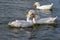 Male and female American Pekin Ducks biting necks also known as Long Island or Aylesbury Ducks