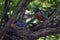 Male and Female American robins