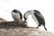 Male and female Antarctic blue-eyed cormorant build a nest.