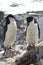 Male and female Antarctic penguin Chinstrap or standing near the