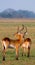 Male and female antelope during the mating season. Botswana. Okavango Delta.