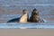 Male and Female Atlantic Grey Seals, Halichoerus grypus