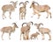 Male and female barbary sheep isolated