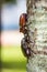 Male and Female beetles Dynastinae on branches.selective focus