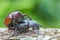 Male and Female beetles & x28;Dynastinae& x29; mating on branches.selective focus