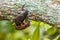 Male and Female beetles Dynastinae mating on branches.selective focus