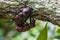 Male and Female beetles Dynastinae mating on branches.selective focus