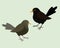 A male and a female blackbird