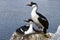 Male and female blue-eyed Antarctic shag at the nest in the colo