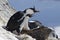 Male and female blue-eyed Antarctic shag sitting in a nest on th