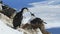 Male and female blue-eyed cormorant Antarctic near nest