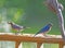 Male and female Bluebirds feed on mealworms.