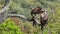 Male and female Bonelli`s eagle eating a rabbit in a tree