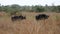 Male And Female Buffalo In The African Savannah In Bushes