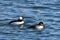 Male and female bufflehead ducks