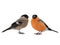 Male and female bullfinch on a white