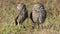 Male and female burrowing owls Athene cunicularia in Florida