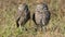 Male and female burrowing owls Athene cunicularia in Florida