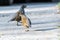 Male and Female California Quail