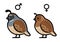 Male and Female California quail drawing