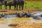 Male and Female Cape Buffalo in a Water Hole