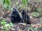 Male and female Celebes black macaque