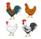Male and female chickens set