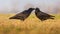 Male and female Common Ravens touch beaks and care for each other in the meadow