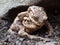 Male and female common toad, Bufo bufo. Bufonidae, Spring, Scotland