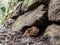 Male and female common toad, Bufo bufo. Bufonidae, Spring, Scotland